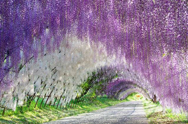 Wisteria Tüneli